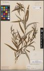 Foto von Salix babylonica L.